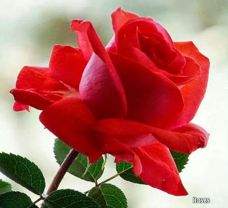 Cherche femme mûre