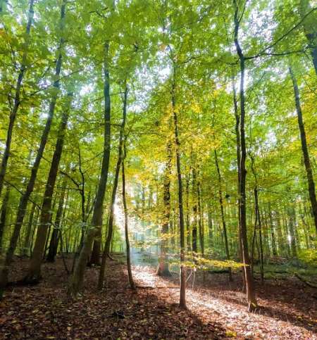 Jh cherche femme pour sexe en forêt.